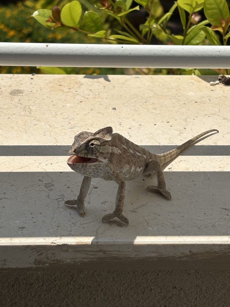 kameleon z usmiechem 2 - Helen Doron English